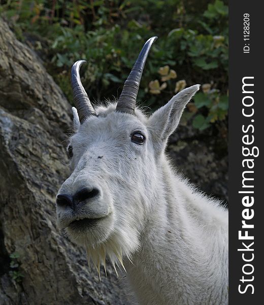 This image of the mountain goat up close and personal was taken from a trail in western MT. This image of the mountain goat up close and personal was taken from a trail in western MT.