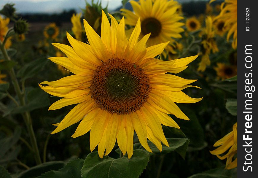 Juvenile  yellow sunflowers on the field
