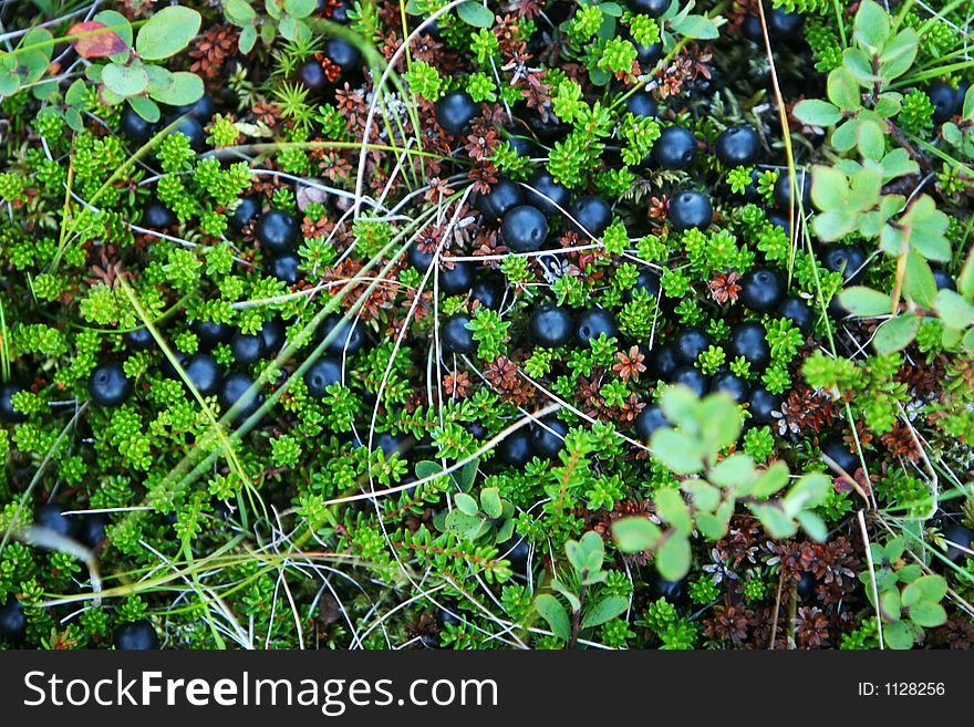 Berries on the ground in nature. Berries on the ground in nature