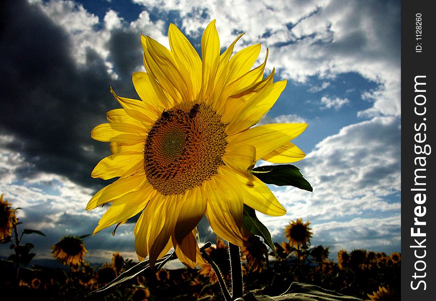 Pollination of sunflower on the field. Pollination of sunflower on the field