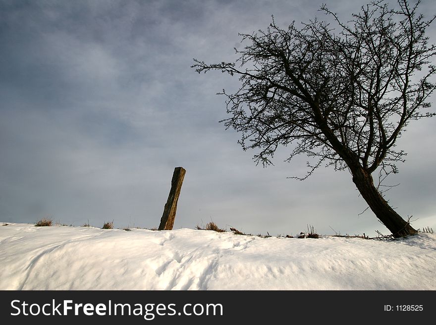 Tree in a snowy landscape   in  winter. Tree in a snowy landscape   in  winter