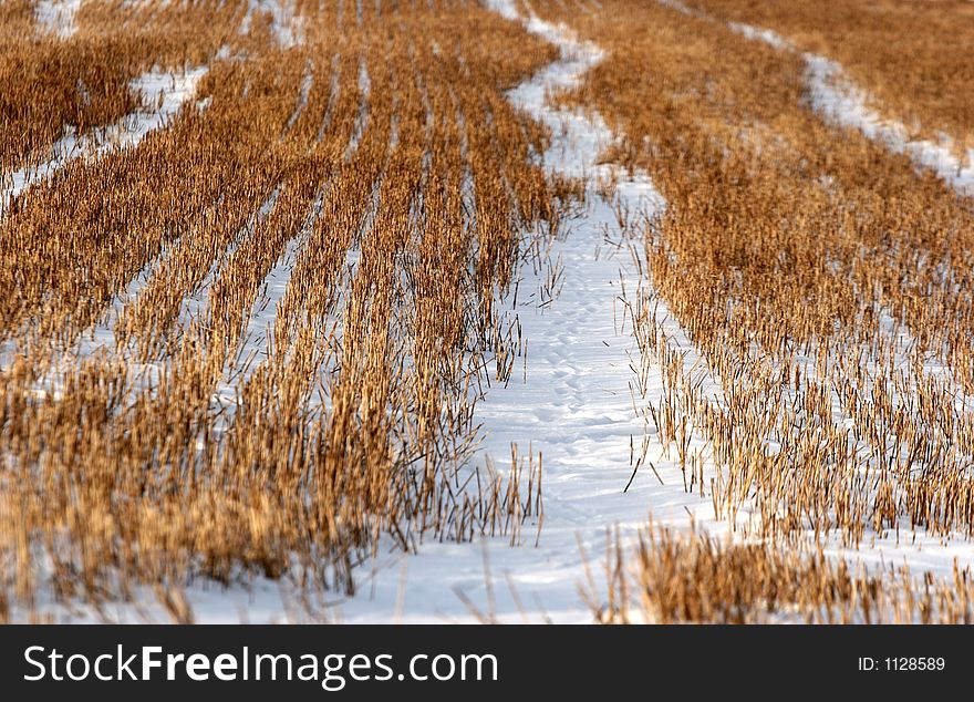 Snowy winter