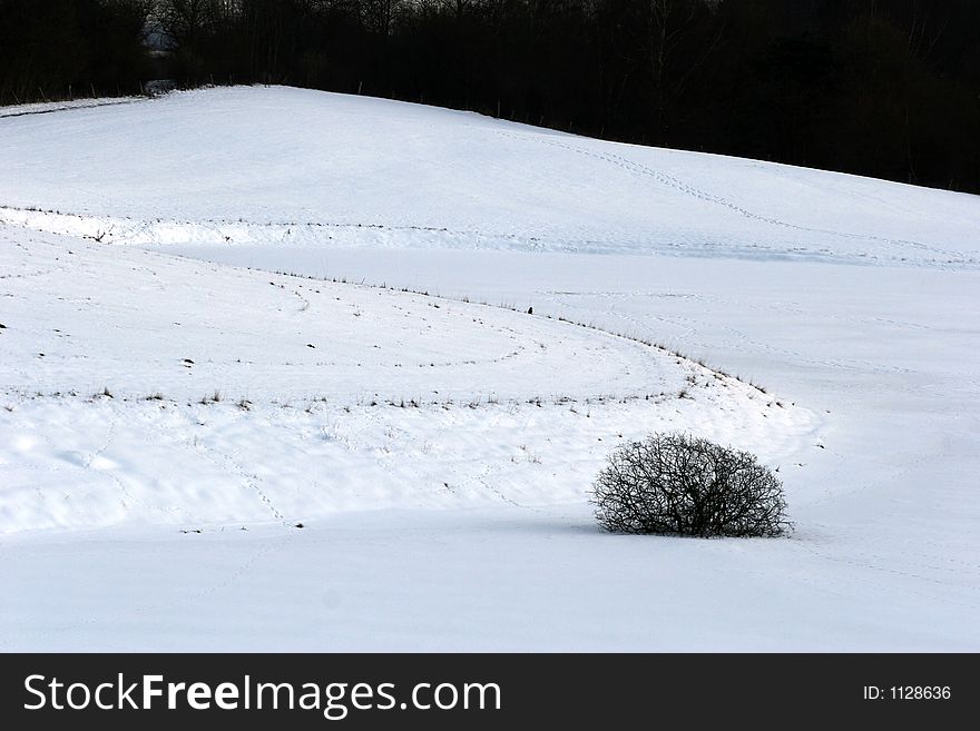 Tree in a snowy landscape in winter. Tree in a snowy landscape in winter