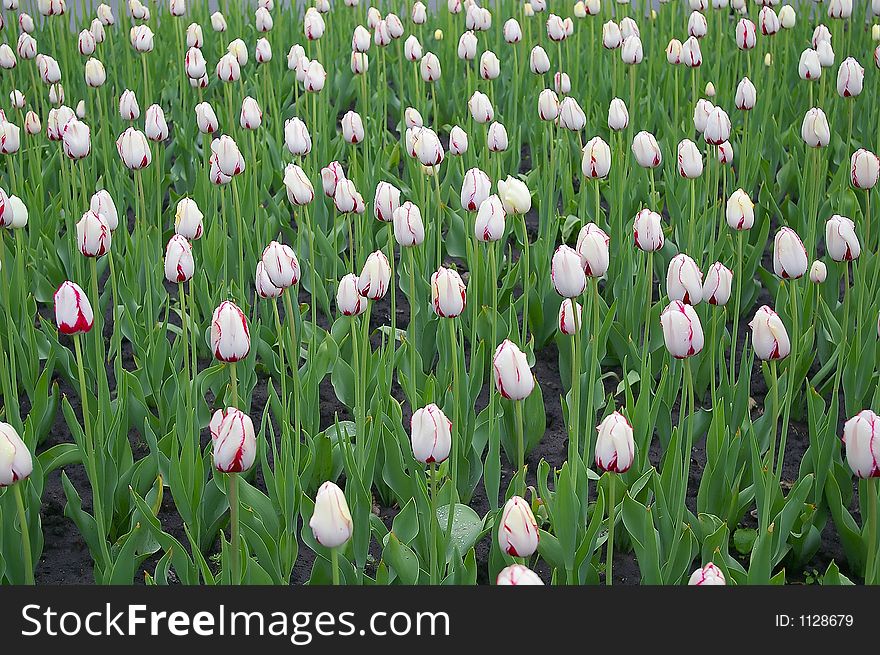 Garden of white tulips. Garden of white tulips