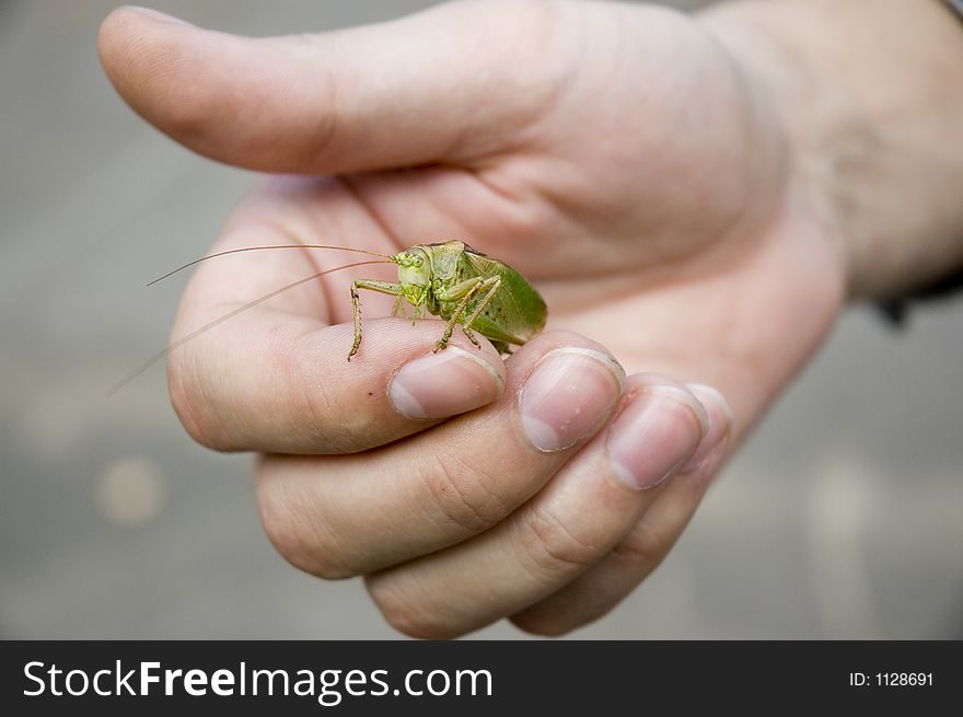 Grasshopper In Workers  Hand