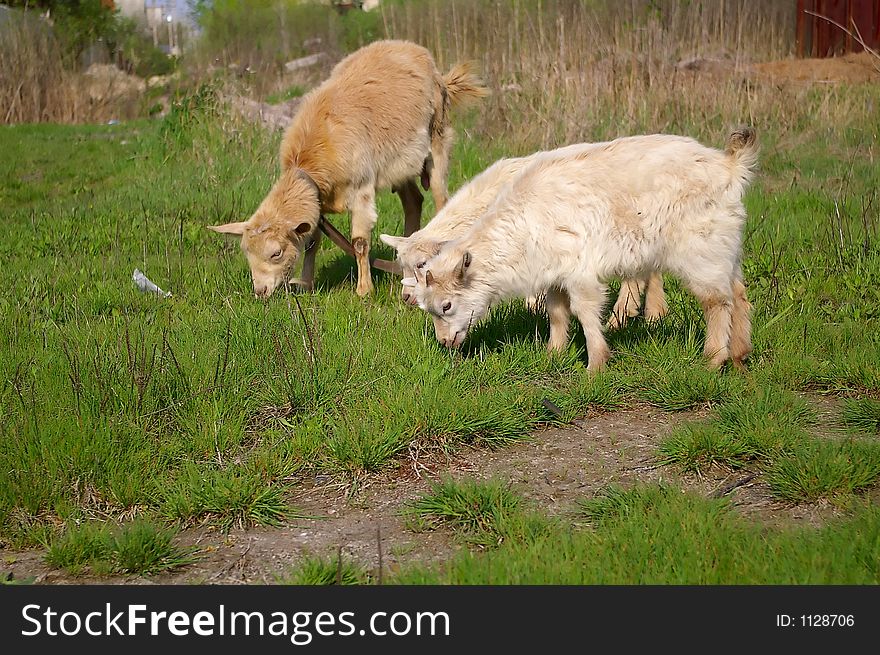 Three goats eating green grass