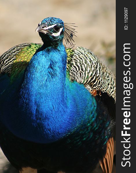 Peacocok, bird, blue, bright, color, colour, head, beak, eye, portrait, beautiful,. Peacocok, bird, blue, bright, color, colour, head, beak, eye, portrait, beautiful,