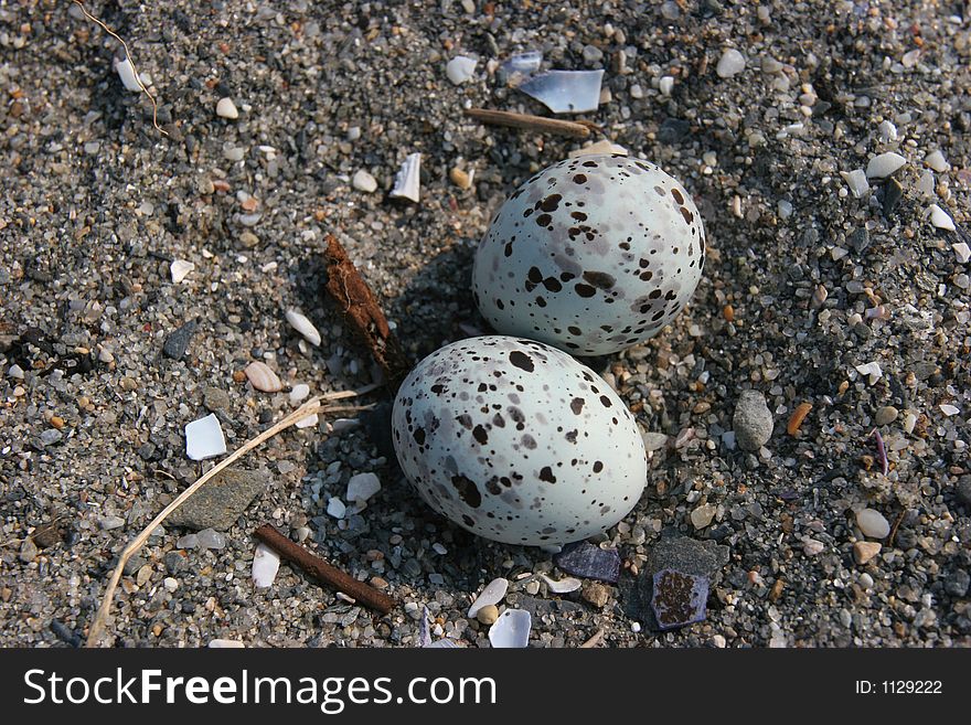 Endangered Least Tern eggs camoflauged in the nest on a sandy beach. Endangered Least Tern eggs camoflauged in the nest on a sandy beach.