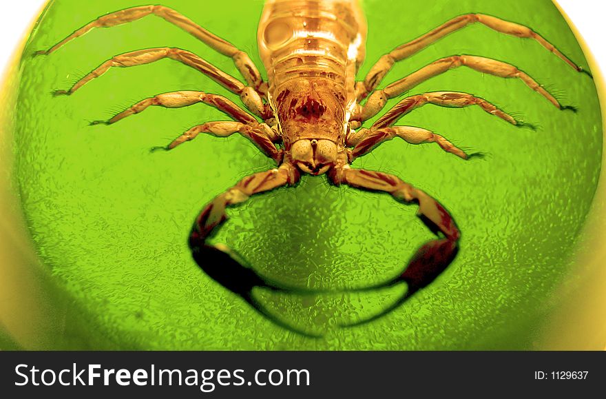 A poisonous ugly scorpion trapped in a green dome. A poisonous ugly scorpion trapped in a green dome.