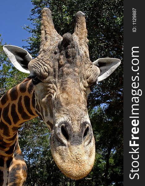 Close up of male Giraffe, full face neck and part body showing. Close up of male Giraffe, full face neck and part body showing