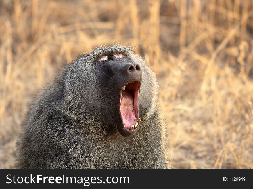 A Savanna Baboon Yawning showing teeth