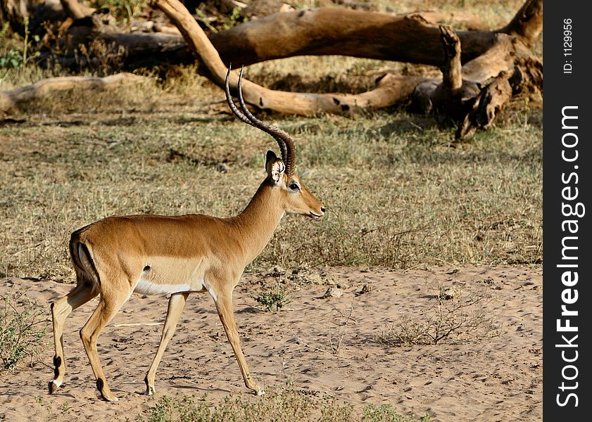 Male Impala with large horns walking in bush