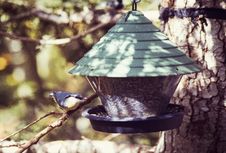 Free Bird Feeder, Bird Food, Bird, Tree Stock Images - 112046514