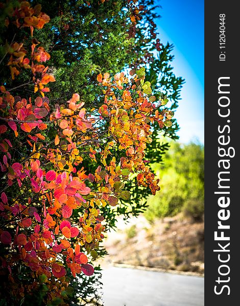 Leaf, Flora, Plant, Autumn