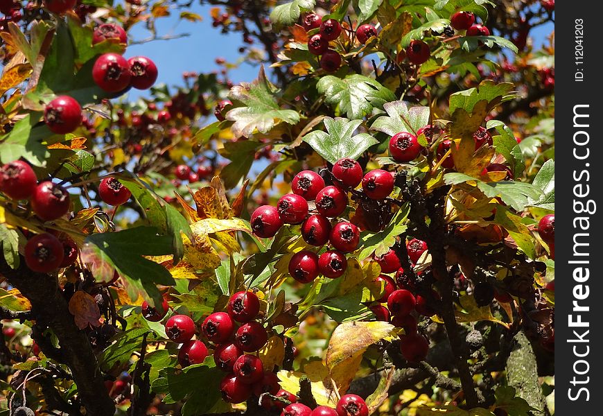 Plant, Fruit, Berry, Hawthorn