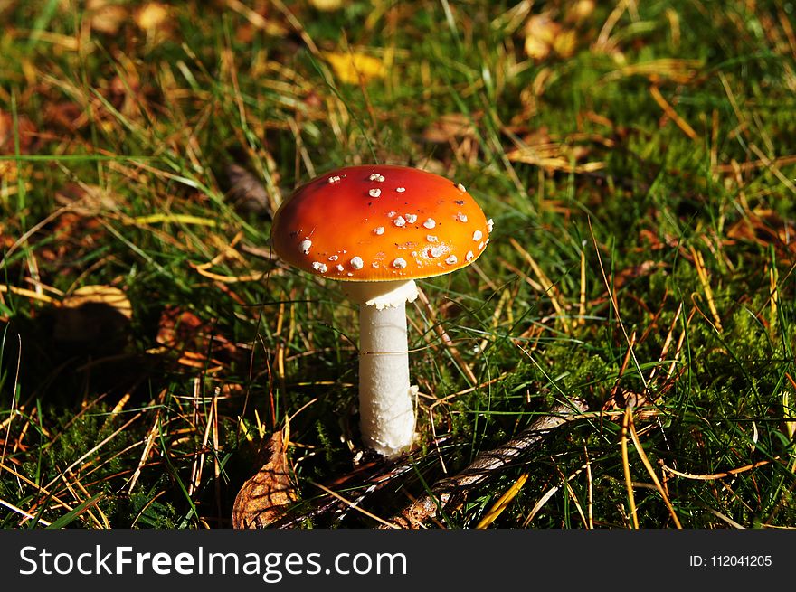 Mushroom, Fungus, Agaric, Edible Mushroom