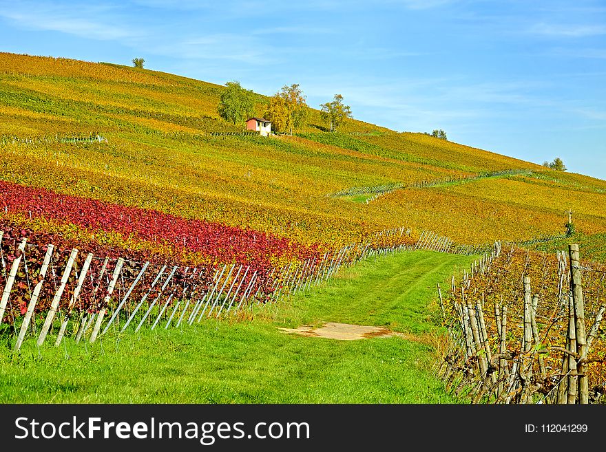 Agriculture, Field, Vineyard, Grassland