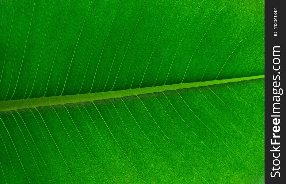 Leaf, Green, Banana Leaf, Plant