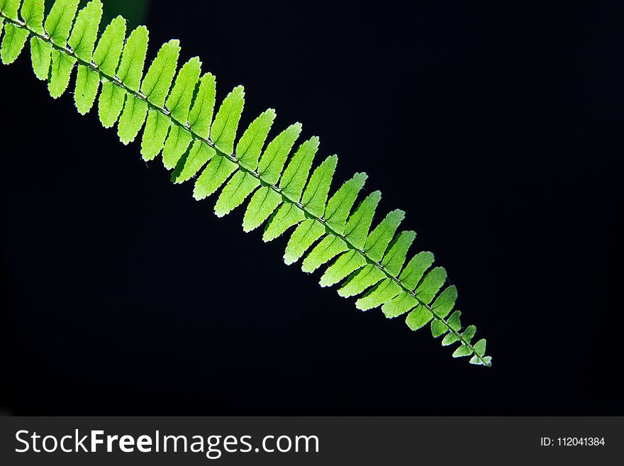 Leaf, Plant, Close Up, Macro Photography