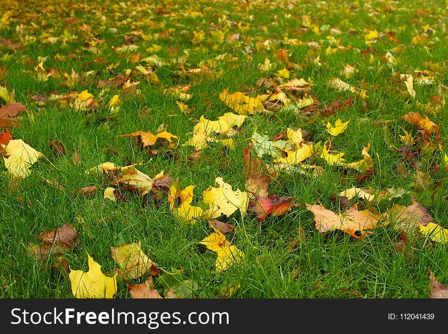 Leaf, Grass, Yellow, Ecosystem
