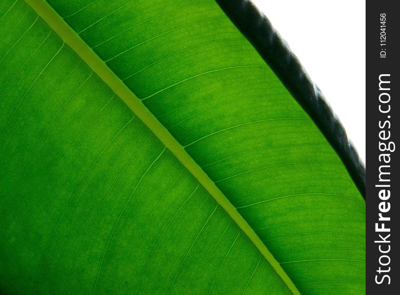 Leaf, Green, Plant, Banana Leaf