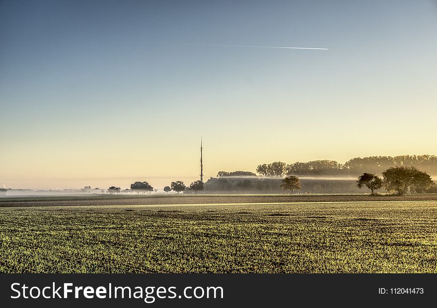 Field, Sky, Morning, Grass Family