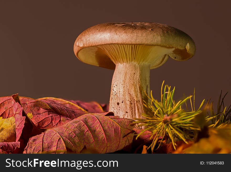 Mushroom, Edible Mushroom, Penny Bun, Fungus