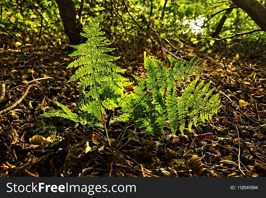 Vegetation, Plant, Ecosystem, Flora