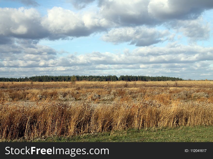 Grassland, Ecosystem, Sky, Prairie