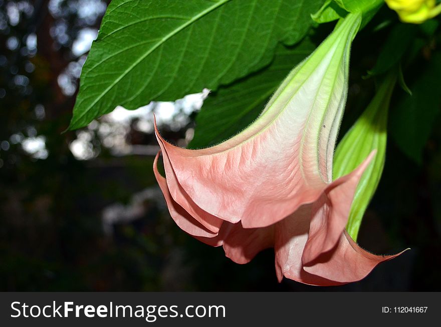 Flower, Plant, Flora, Pink