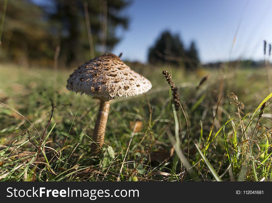 Mushroom, Fungus, Grass, Edible Mushroom