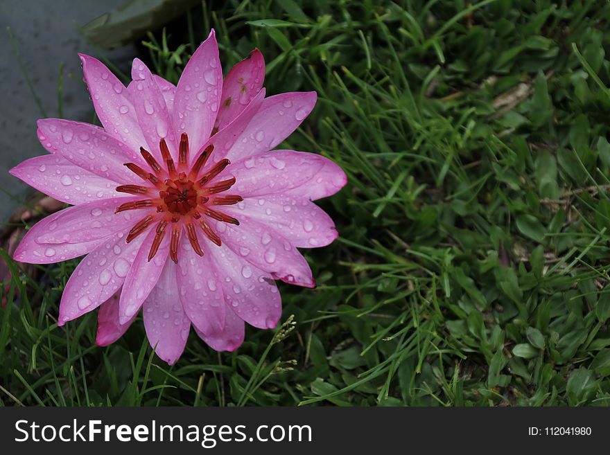 Flower, Flora, Plant, Pink