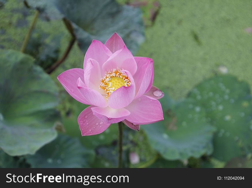 Flower, Sacred Lotus, Plant, Lotus