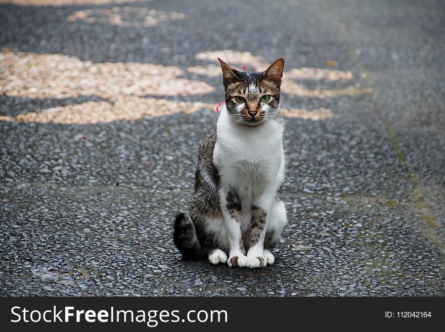 Cat, Whiskers, Small To Medium Sized Cats, Fauna