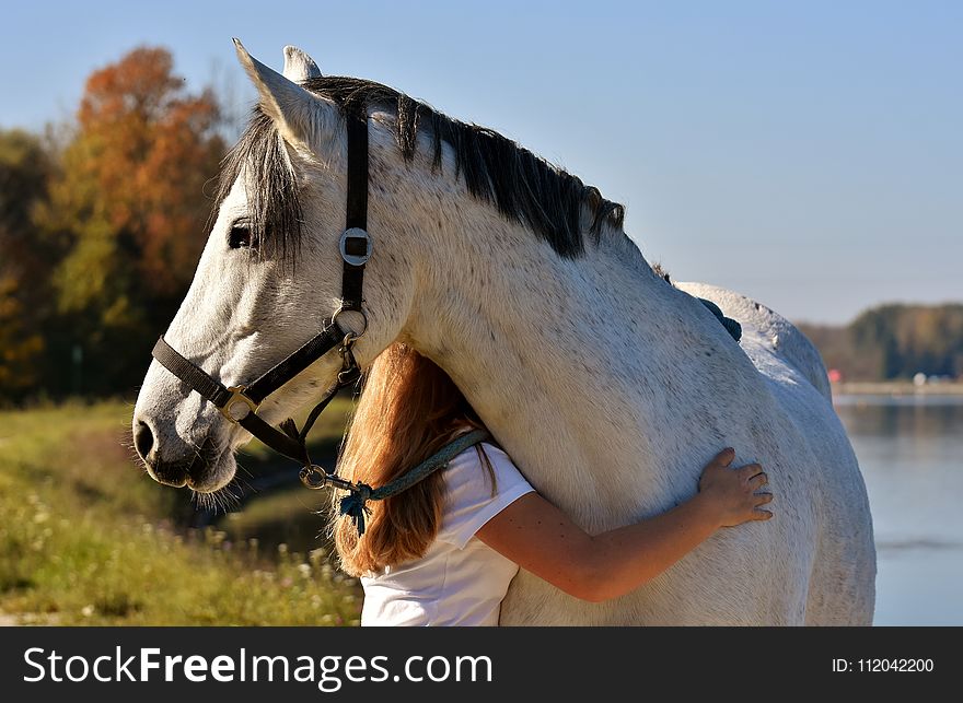 Horse, Bridle, Mane, Rein