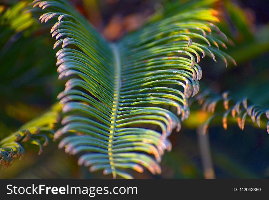 Vegetation, Leaf, Close Up, Flora