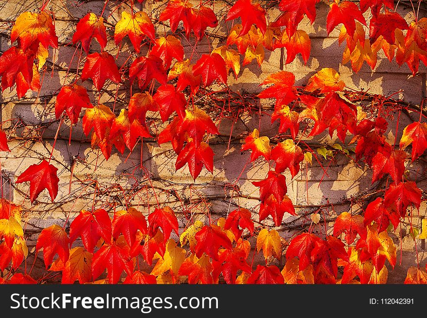 Leaf, Autumn, Orange, Deciduous