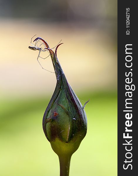 Flora, Macro Photography, Leaf, Insect