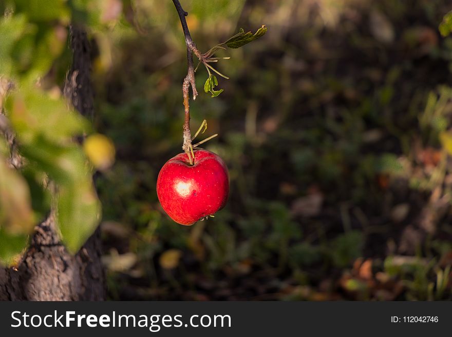 Branch, Fruit, Berry, Plant