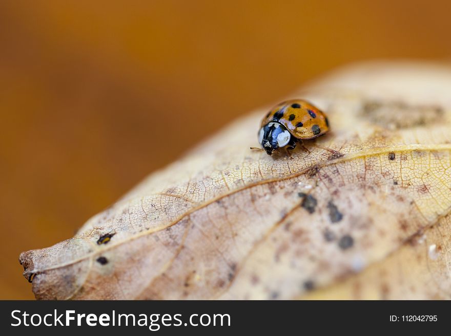 Fauna, Insect, Macro Photography, Ladybird