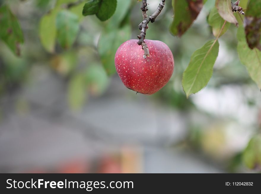 Fruit, Apple, Branch, Fruit Tree