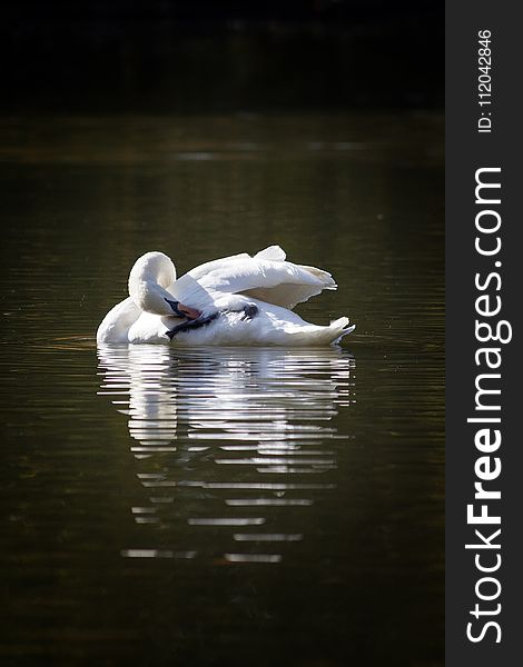 Water, Bird, Reflection, Swan