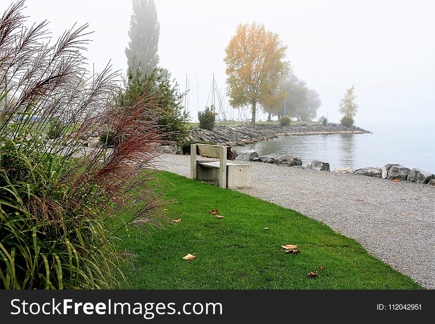 Water, Tree, Bank, Plant