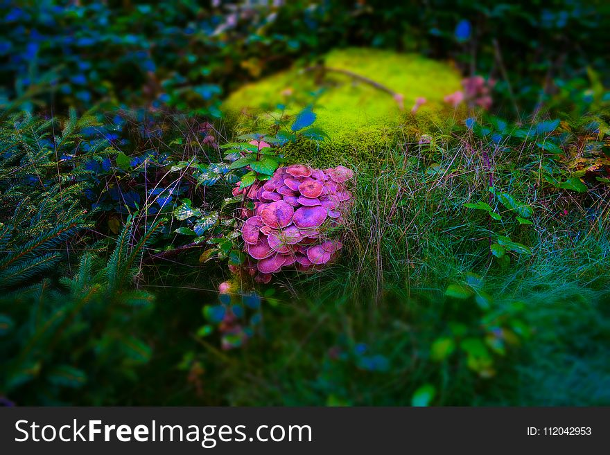 Vegetation, Flora, Flower, Ecosystem