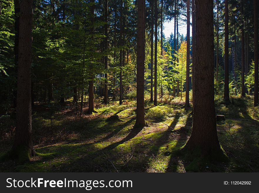 Nature, Ecosystem, Forest, Woodland