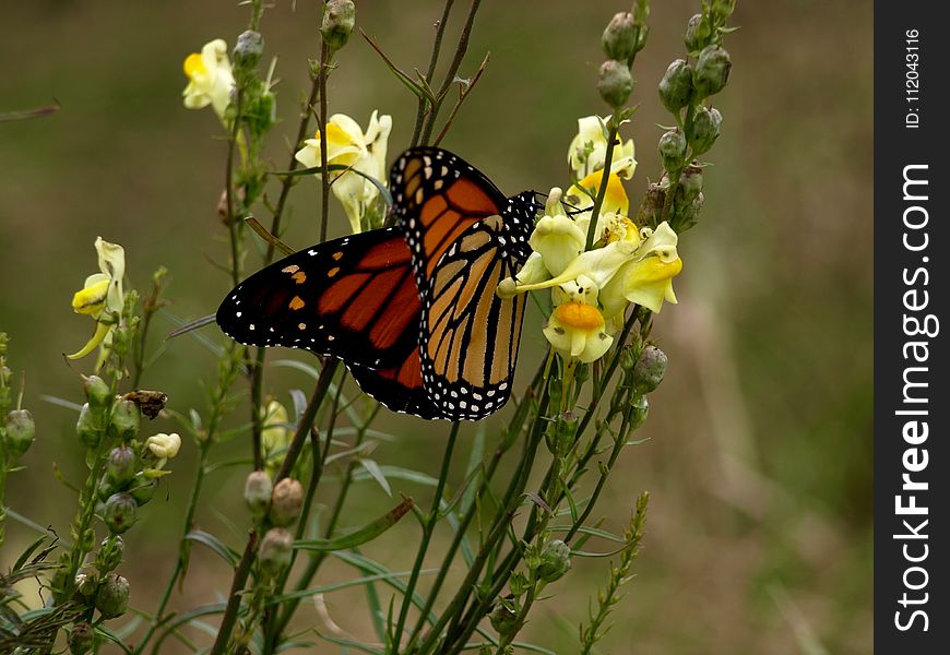 Butterfly, Moths And Butterflies, Monarch Butterfly, Insect