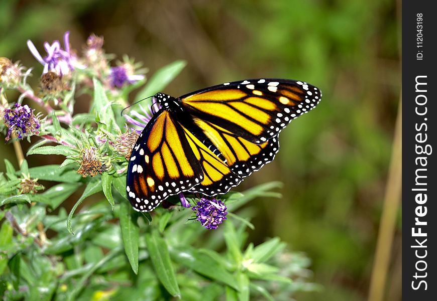 Butterfly, Monarch Butterfly, Moths And Butterflies, Insect