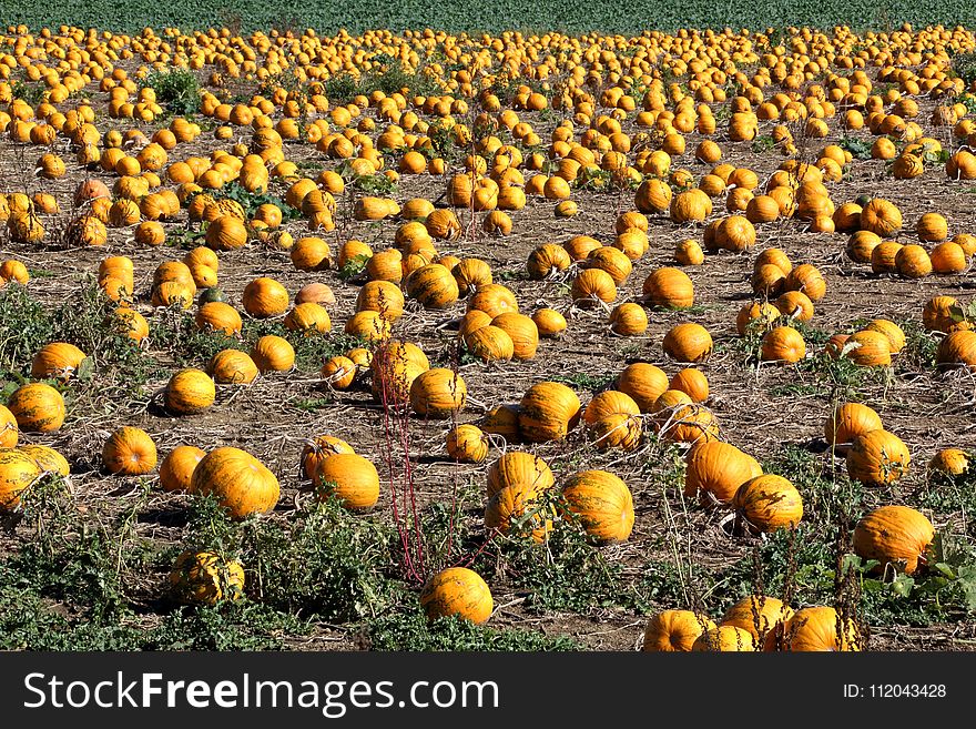 Field, Crop, Pumpkin, Winter Squash