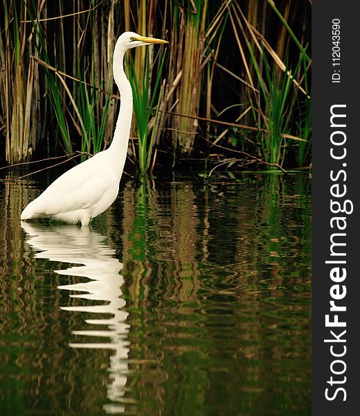 Bird, Water, Reflection, Fauna