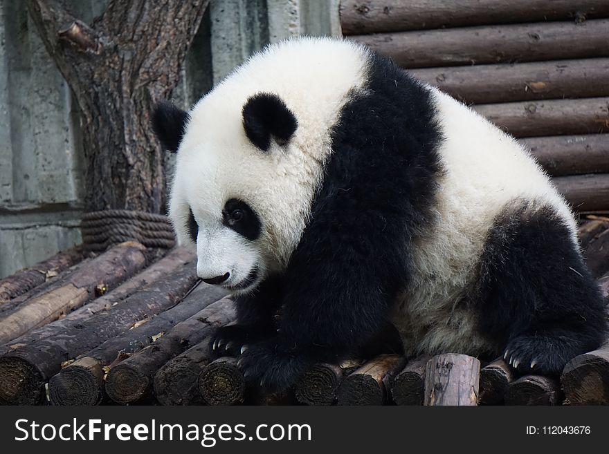 Giant Panda, Bear, Fauna, Terrestrial Animal